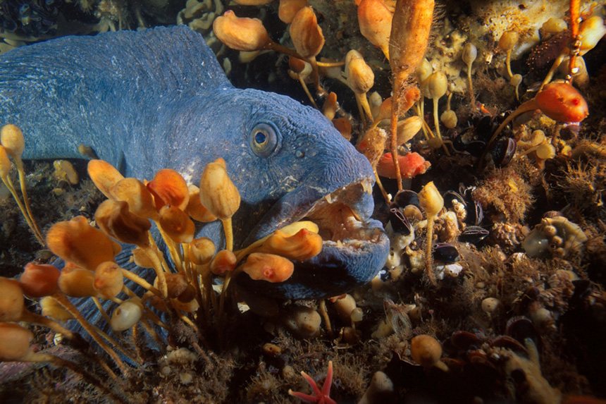 Cashes Ledge is home to a depleted Atlantic wolffish population. (Brian Skerry/CLF photos)