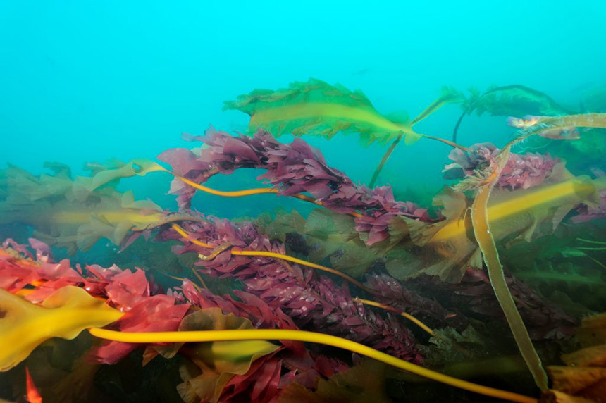 A Cashes Ledge kelp forest.