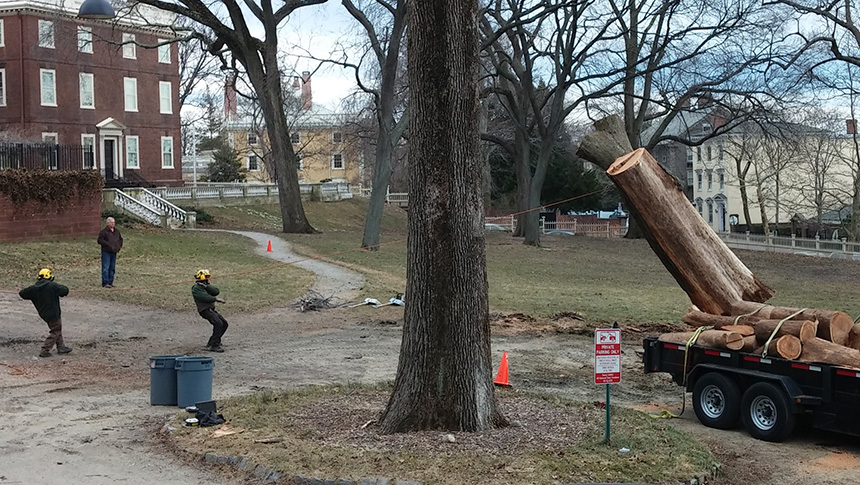 In March, an American elm tree was cut down at the John Brown House property in Providence. (Kevin Proft/ecoRI News)