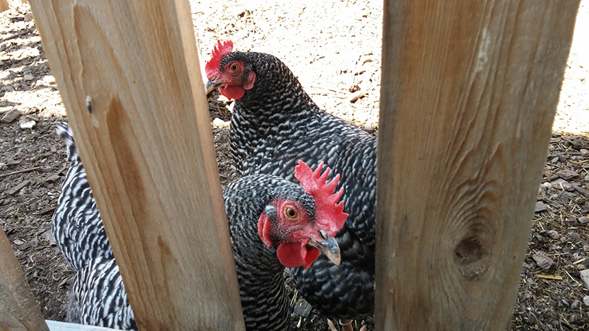 North Providence resident Karon Hartshorn had to find a new home for her chickens. Drake Patten, who owns Cluck! in Providence, is fostering Hartshorn’s hens.