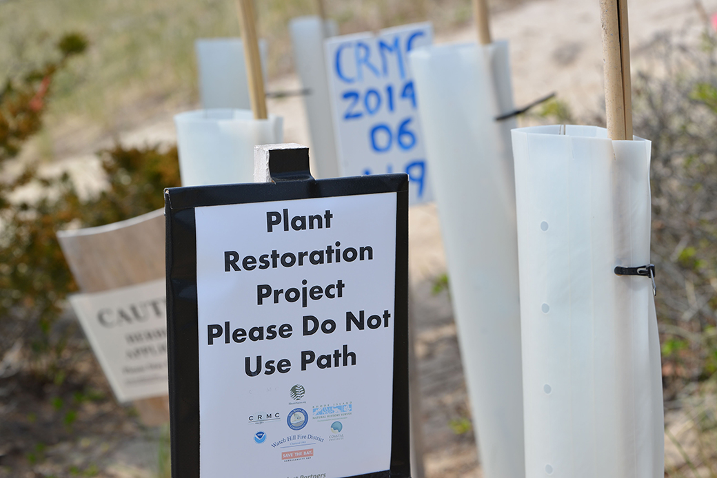 Plant restoration projects underway at Napatree Point involve management of invasive species and planting native plants, with the goal of helping to preserve Rhode Island's native plant communities, wildlife and pollinators.