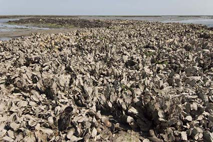 In Massachusetts, The Nature Conservancy is leading an ambitious initiative to restore native shellfish species, most notably oysters, and their habitat to some 5,000 acres. (Mark Godfrey/The Nature Conservancy)