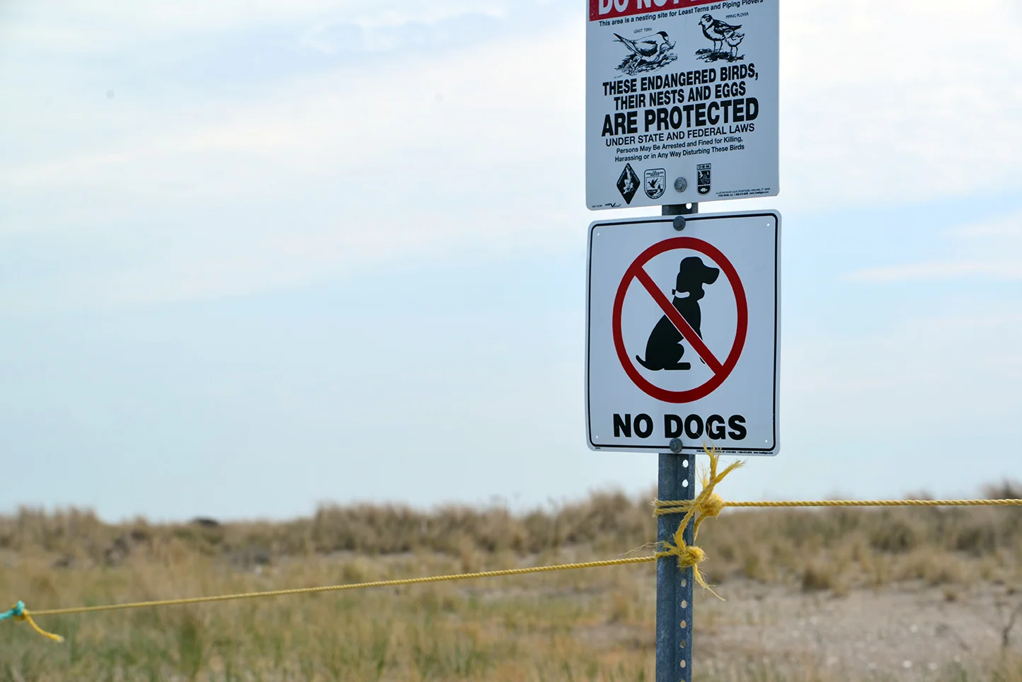 Certain areas on Napatree, such as piping plover nesting sites, are off limits to dogs. Between May and September 2014, 176 dogs were observed. Of those, a majority were in compliance with the leash law, and no dogs were observed in the roped areas.