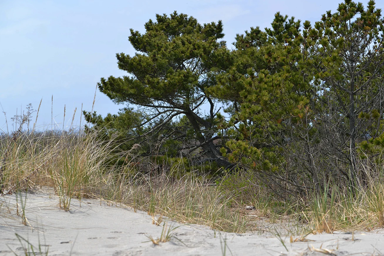 Napatree gets its name from the 'nap of trees,' seen here on the eastern edge of the point's maritime shrublands. This site was slated for a vegetation restoration project, but that project was halted when this site was also found to be a nesting location for diamondback terrapins.