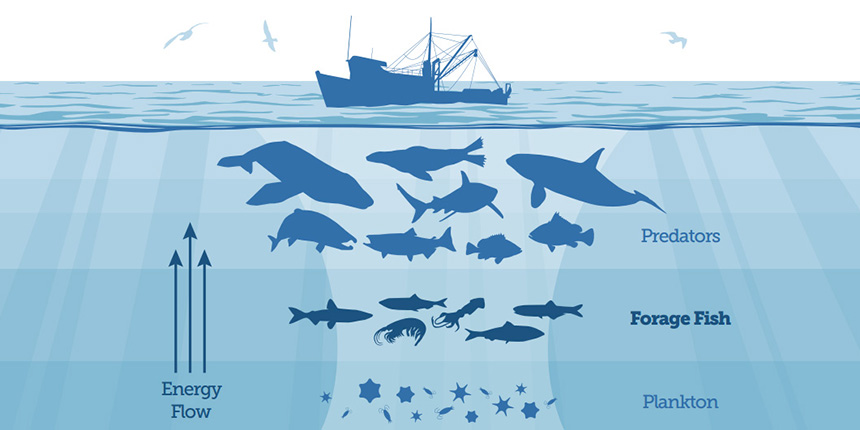 Small, schooling species such as menhaden and herring play a vital role in the ocean food web. Forage fish eat tiny plants and animals, in turn becoming an important food source for bigger fish, seabirds and marine mammals. (The Pew Charitable Trusts)
