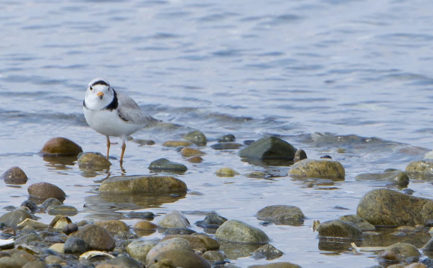 Piping plovers are listed as threatened under the Endangered Species Act. Napatree Point provides a large nesting area for plovers. Efforts — which include erecting fences around nesting sites — are underway to protect these small shorebirds.