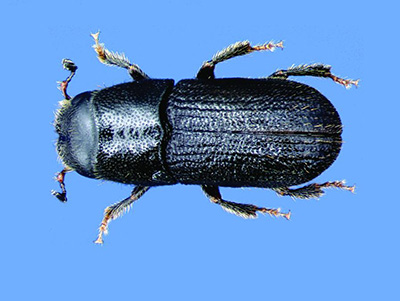 Southern pine beetles are just 2-4 millimeters in size.