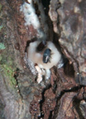 A pine tree trunk infested with southern pine beetles exhibits the diagnostic popcorn-like bits of resin emerging from the tree. (Erich G. Vallery)
