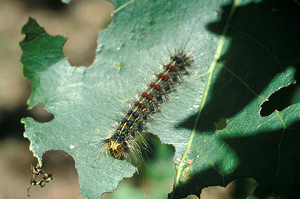 The worst hit have been oak and other hardwood trees in rural areas.