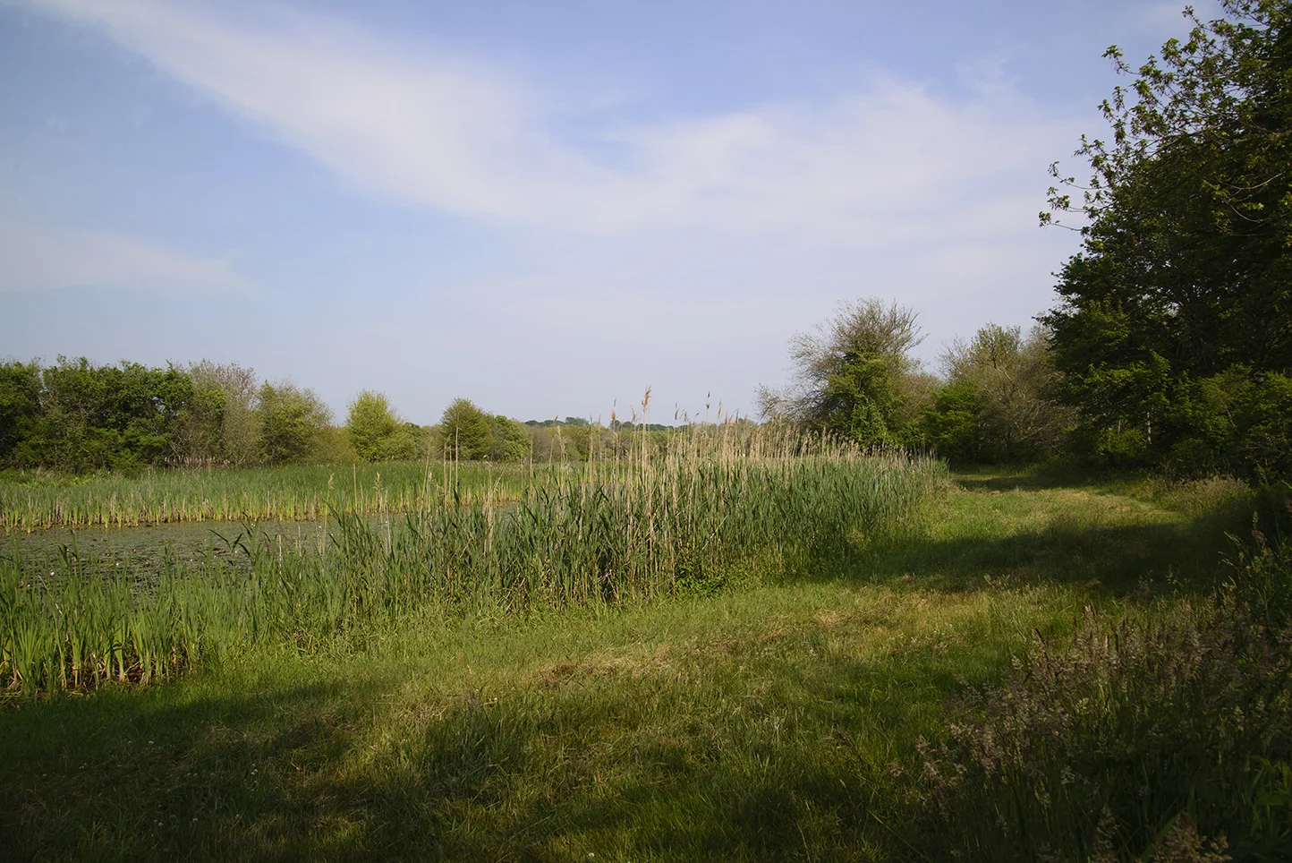 At the 2015 Rhode Island Natural History Survey BioBlitz held June 12-13, volunteer naturalists had 24 hours to find as many species of plants, animals, microbes, fungi and other organisms as possible. This year's BioBlitz took place at Dundery Brook Preserve and Goosewing Beach Preserve in Little Compton, R.I.