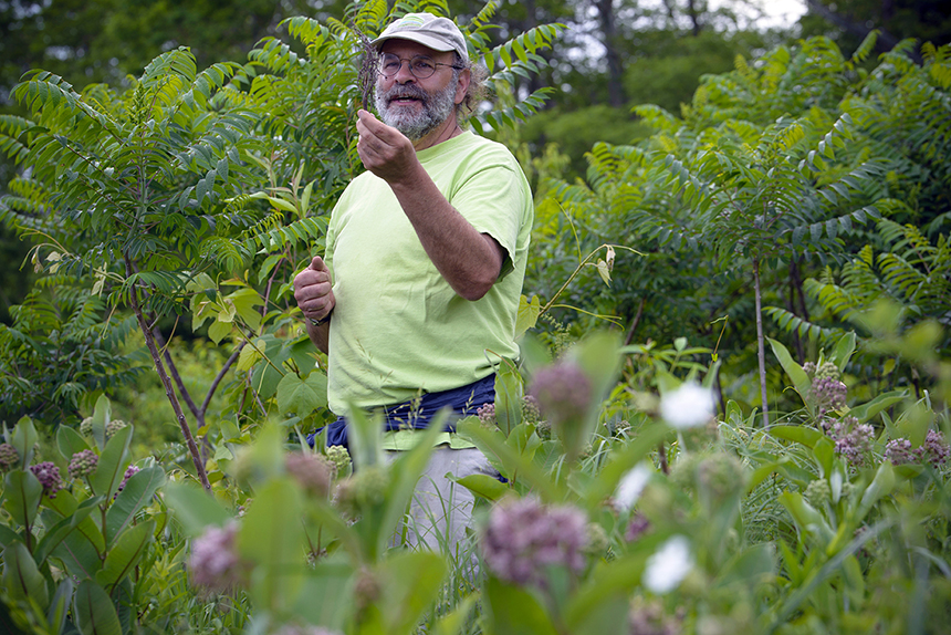 Russ Cohen found plenty of wild plants to eat, including smooth sumac, on the recent walk. While edible sumacs are relatively common, they are a native species, meaning anyone interested in picking them needs to show some restraint so that enough fruit remains on the plants to ensure a sufficient supply for birds and other wildlife, Cohen says.