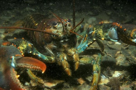 The American Lobster is one species that will benefit from the new plan for Long Island Sound. (Long Island Sound Resource Center)