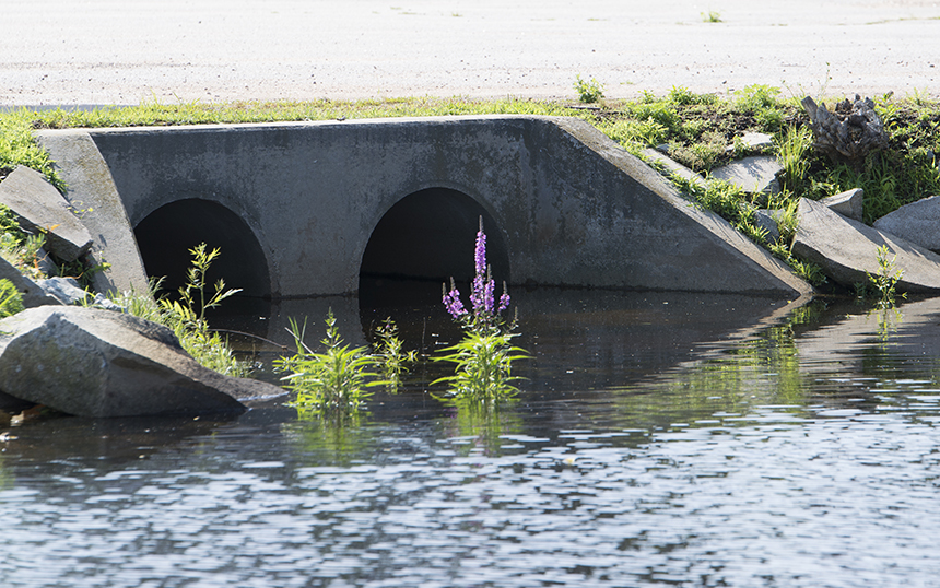 Pollution from outfall pipes is helping to create conditions that allow a growing mat of bottom-dwelling macroalgae to snuff out other aquatic life in the watershed.