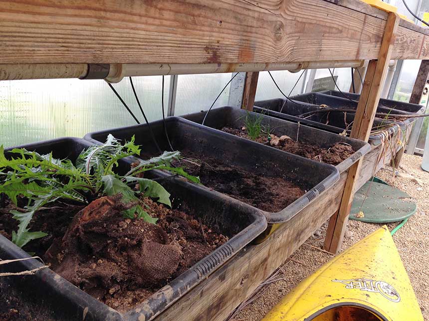 Bins of wood pellets and water support the growth of fungi that consume petroleum hydrocarbons.