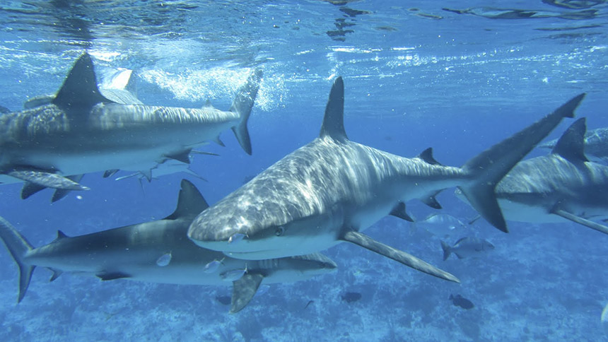A dozen or so different species of sharks swim in and out of southern New England’s waters throughout the year, mostly migrating to the region in the summer. (The Pew Charitable Trusts)