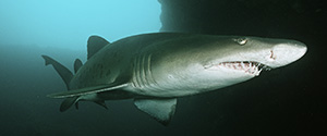Sand tiger (istock)