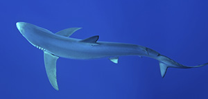 Blue (istock)