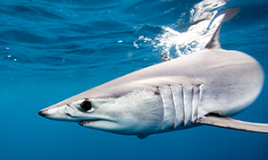 Mako (istock)
