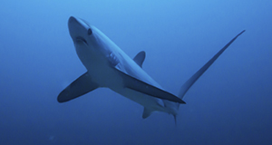 Thresher (istock)