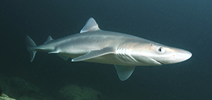 Dogfish (istock)