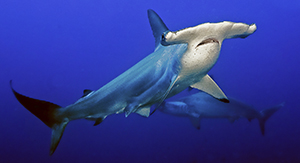 Hammerhead (istock)
