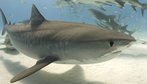 Tiger shark (istock)
