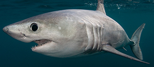 Porbeagle (Doug Perrine/for The Pew Charitable Trusts)