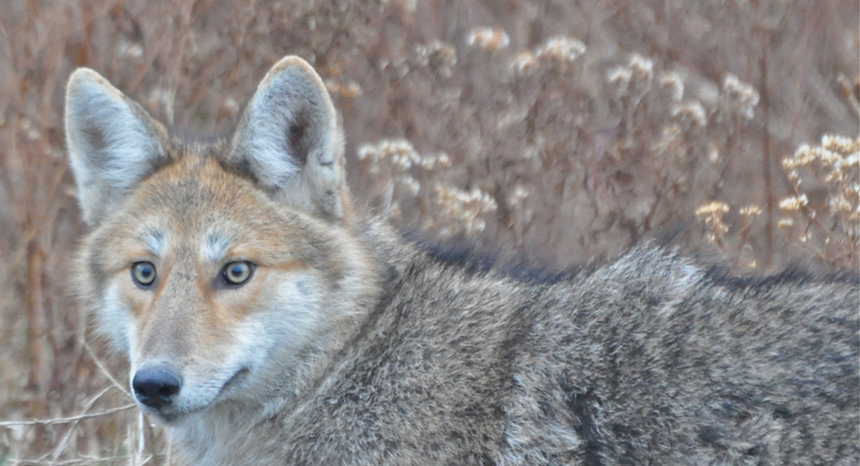 Coyotes are always on high alert when it comes to sniffing out subsidized food sources, like unsecured trash cans and poorly secured livestock feed. (The Conservation Agency)