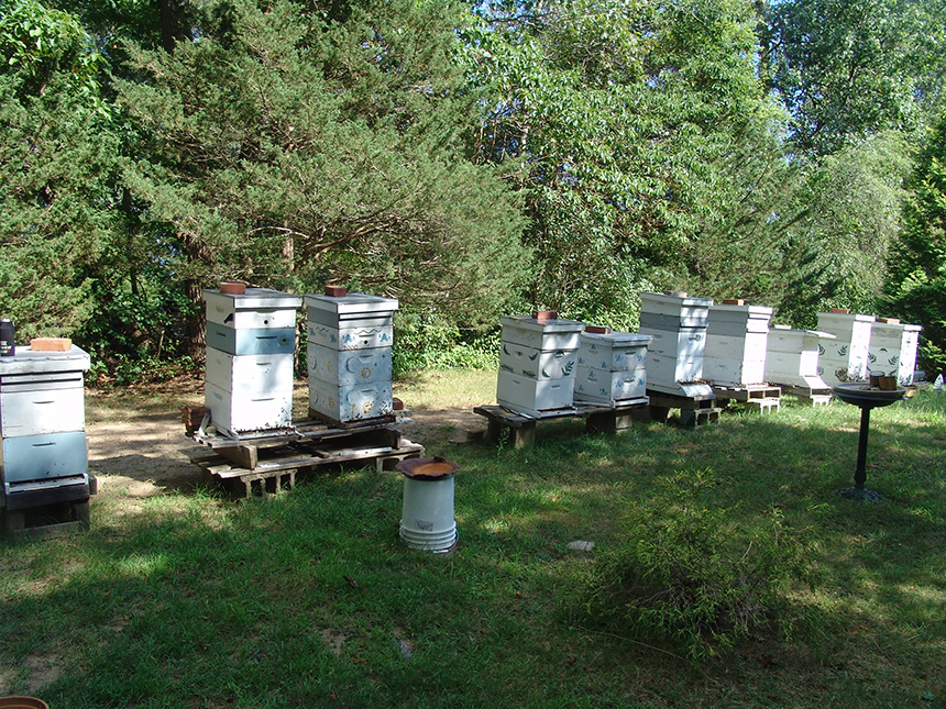 Annette Birman, owner of Annie B’s Honey Farm in Cumberland, R.I., said she sold 5,000 pounds of local honey last year. She said she has numerous hives in Rhode Island and Massachusetts, including these 10 at her farm. (Frank Carini/ecoRI News)