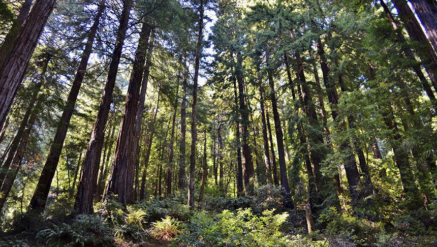 Trees aren’t the only way to sequester carbon, but they certainly make sense, even if they don’t make cents. (istock)