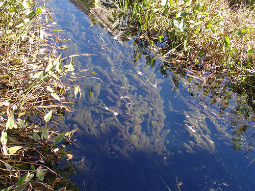 Stormwater from a supermarket parking lot and other pollution inputs have filled this stream, which feeds the Clear River, with nutrients that spur the growth of algae and bacteria. (Frank Carini/ecoRI News)