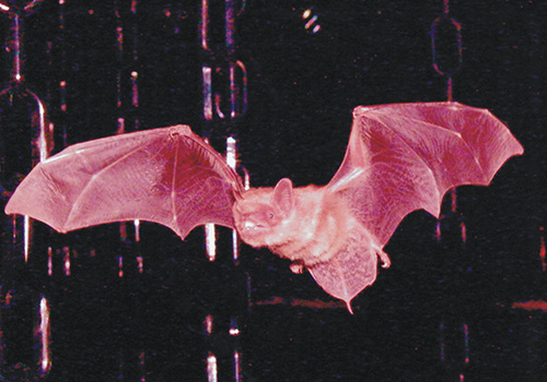 This photo of a big brown bat, not to be confused with the little brown bat, was taken at the Bat Lab run by James Simmons at Brown University.