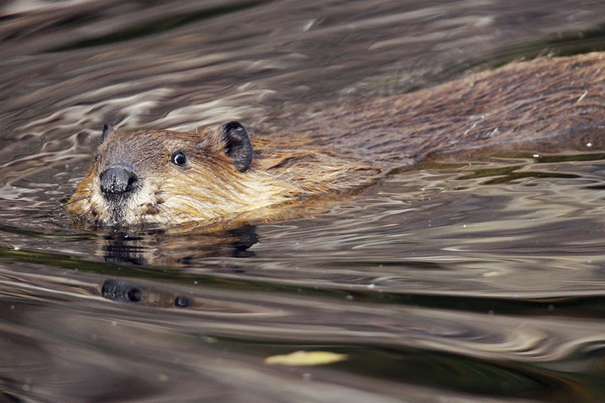 Beavers, like all of Mother Nature’s creatures, play an important role in ecosystem health. (istock)