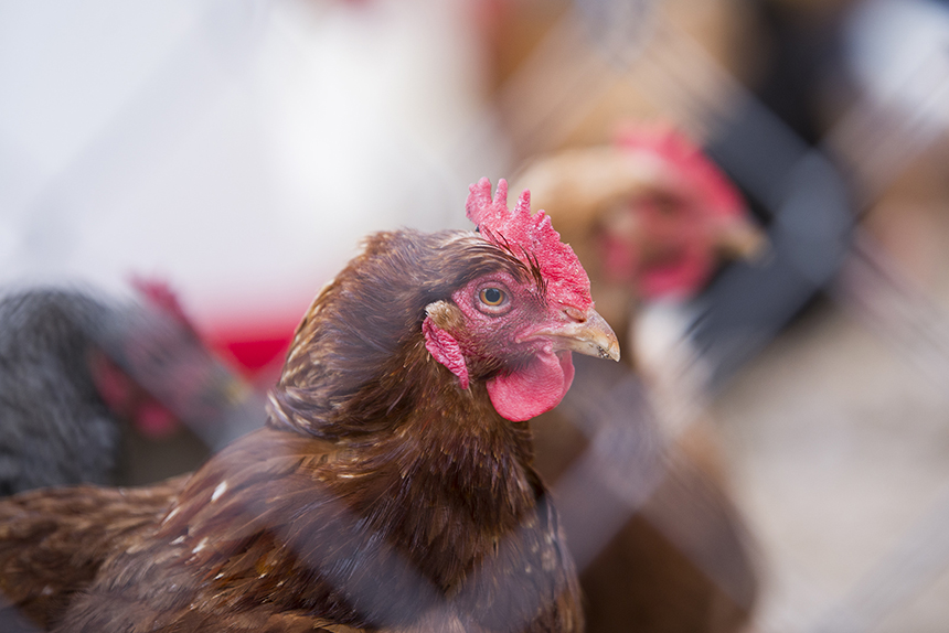 HPAI is a highly contagious disease that affects only birds, including chickens, and not humans. (Joanna Detz/ecoRI News)