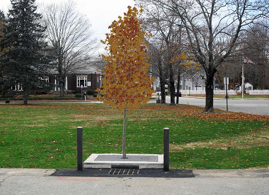 StormTree designs and installs stormwater management systems that use common street trees and engineered soil to absorb and treat stormwater. (StormTree)