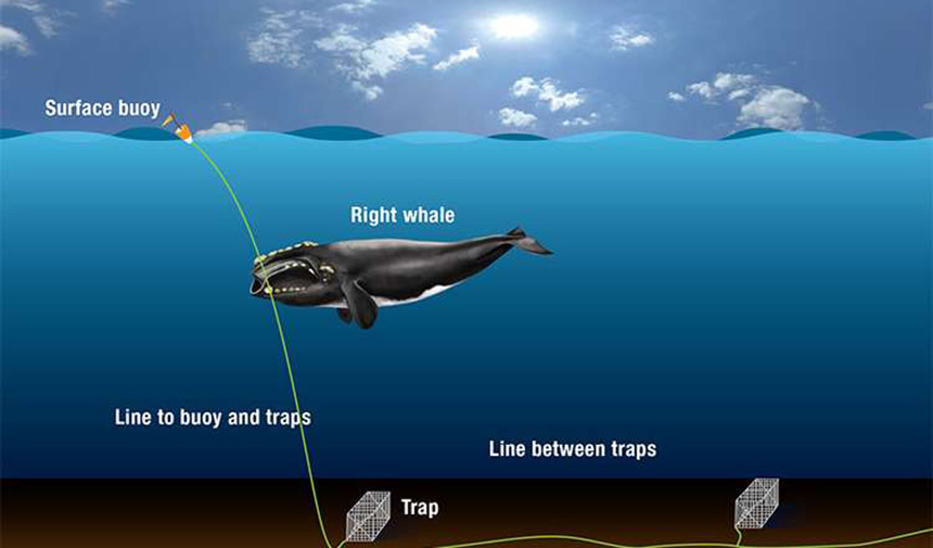 An illustration of how North Atlantic right whales get entangled in fishing gear. (WHOI Graphic Services)