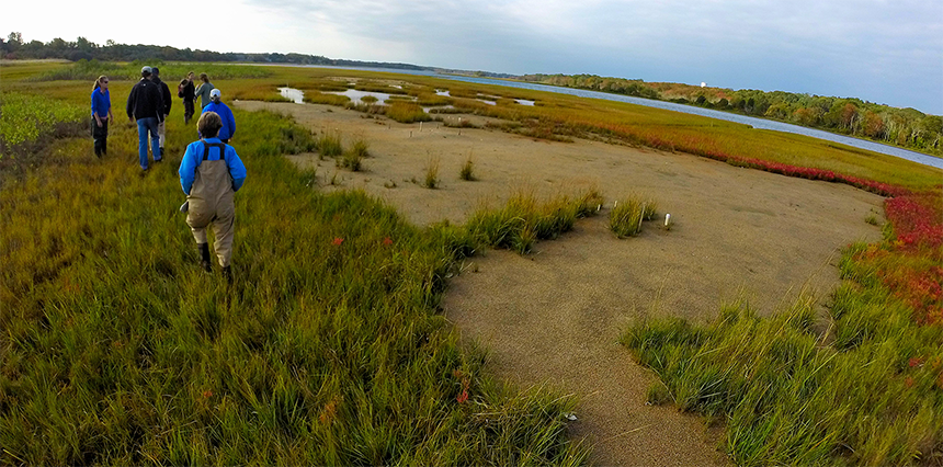 Shellfish help keep southern New England’s coastal waters and wetlands healthy by filtering out pollutants. (R.I. Sea Grant)