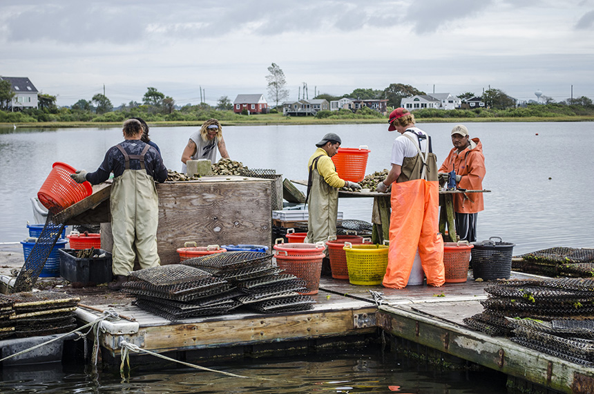 Employees of the Matunuck Oyster Bar farm at work on Potters Pond in South Kingstown, R.I. (R.I. Sea Grant)