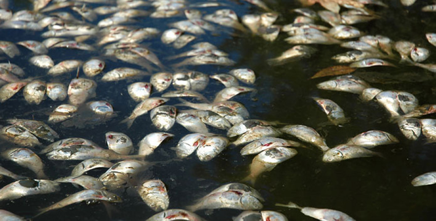 Dead zones and algal blooms, which rob waters of oxygen, often result in devastating ‘fish kills.’ (Chesapeake Bay Foundation)