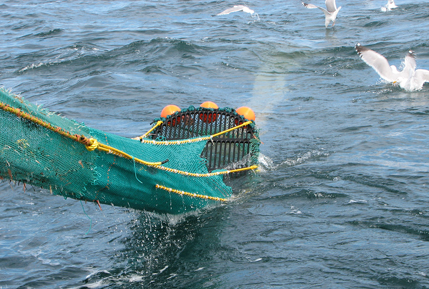 The University of Massachusetts Dartmouth is working with the fishing industry to develop practical solutions to fisheries challenges. (UMass Dartmouth)