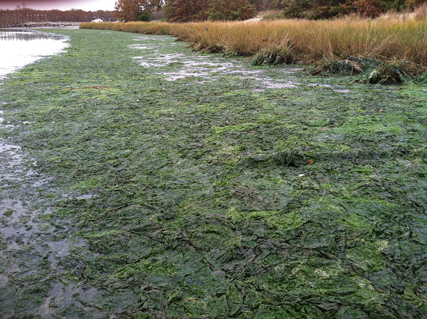 Sea lettuce algae covers the shore of Bullocks Cover near Hanes Park in Barrington, R.I., at low tide, a clear sign of nutrient pollution. The photo was taken in 2011. (John Torgan)