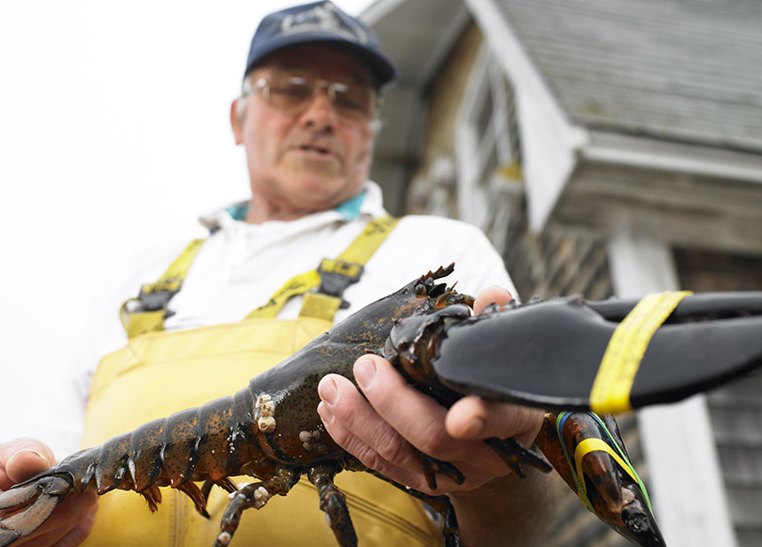 The combination of a changing climate and nitrogen pollution is destroying lobster habitat, meaning the population of this popular species is declining in southern New England. (istock)