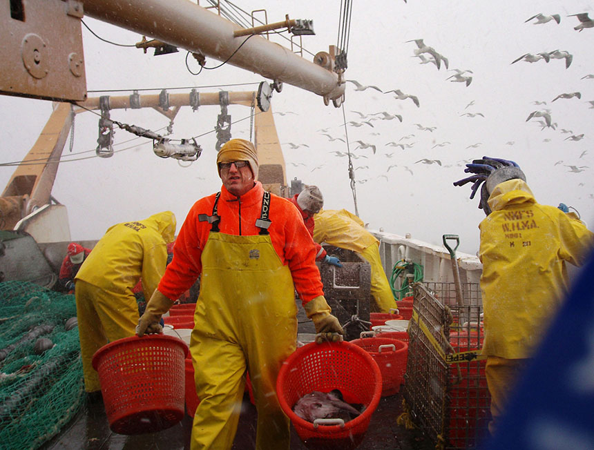 National Oceanic and Atmospheric Administration fisheries scientist Jon Hare carried baskets of fish during the 2006 winter trawl survey along the Northeast continental shelf. This annual survey started in the 1960s and has been instrumental in documenting changes in fish distributions. (NOAA)