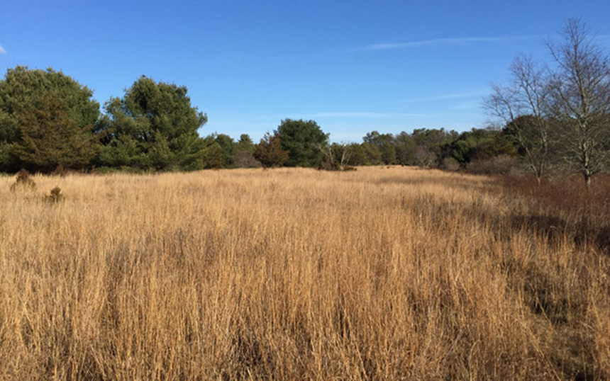 The site of a former nuclear facility in southwestern Rhode Island is now part of a 1,100-acre nature preserve that includes grassland habitat for songbirds. (The Nature Conservancy)