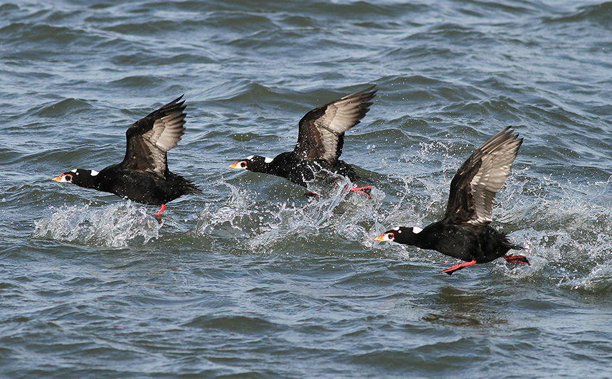 Surf scoters migrate in flocks. When migrating overland to coastal wintering areas, they usually fly high. (Audubon Society)