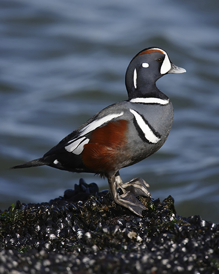 Harlequins are a favorite of wildlife photographers looking to photograph sea ducks. (Audubon Society)