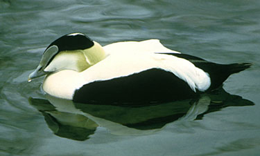A male American common eider. (USFWS)