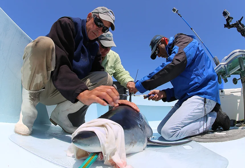 URI shark expert Brad Wetherbee, center, and colleagues from Nova Southeastern University tag a mako shark as part of the Great Shark Race. (George Schellenger)