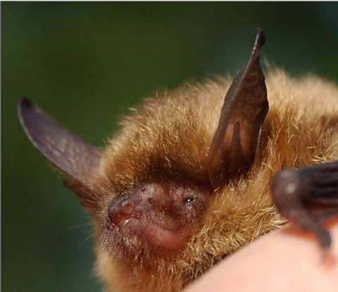 Northern long-eared bat