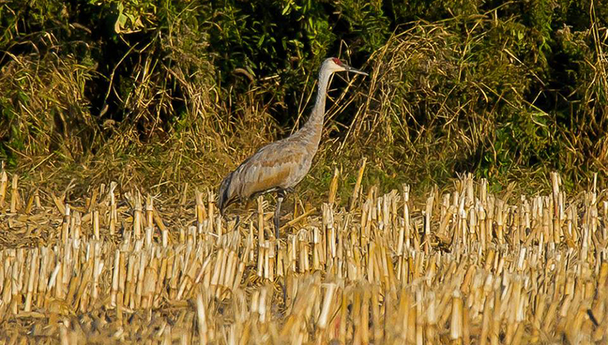This sandhill crane has spent the winter hanging out in Tiverton, R.I. These birds don’t typically winter in the Northeast. (Butch Lombardi/for Audubon Society of Rhode Island)